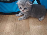 Chatons de type Scottish Fold à vendre