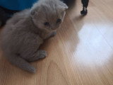 Chatons de type Scottish Fold à vendre