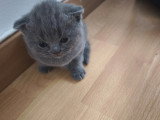 Chatons de type Scottish Fold à vendre