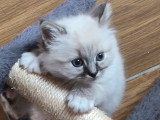 Chatons Sacré de Birmanie LOOF à vendre
