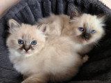 Chatons Sacré de Birmanie LOOF à vendre