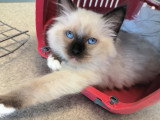 Chatons Sacré de Birmanie LOOF à vendre