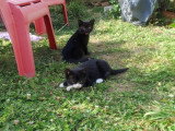 Misty et Tifilou, chatons à adopter en association