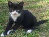 Tifilou