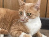 En quête d'un foyer : chat au pelage roux et blanc de 2 ans