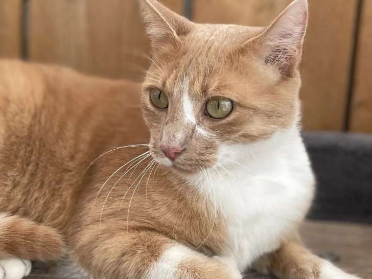 En quête d'un foyer : chat au pelage roux et blanc de 2 ans