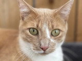 En quête d'un foyer : chat au pelage roux et blanc de 2 ans