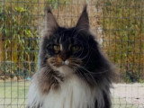 Chatte Maine Coon LOOF née en décembre 2024 à vendre