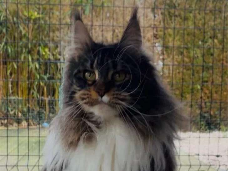 Chatte Maine Coon LOOF née en décembre 2024 à vendre