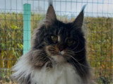 Chatte Maine Coon LOOF née en décembre 2024 à vendre