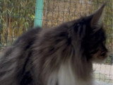 Chatte Maine Coon LOOF née en décembre 2024 à vendre