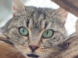 À adopter : chatte au pelage tigré gris de 5 ans