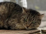 À adopter : chatte au pelage tigré gris de 5 ans