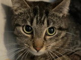 À la recherche d'une famille : chatte au pelage tigré gris de 4 ans
