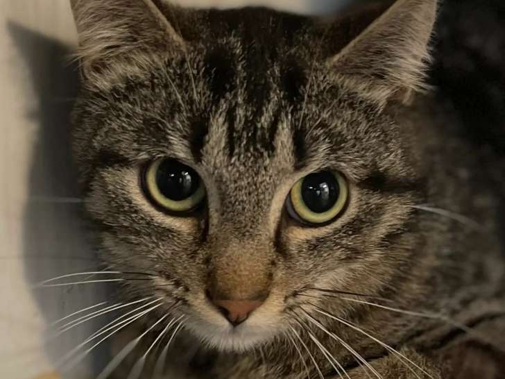 À la recherche d'une famille : chatte au pelage tigré gris de 4 ans