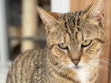 Disponible à l'adoption : chat tigré de 2 ans