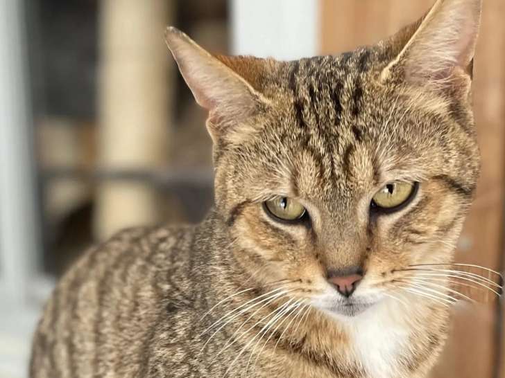Disponible à l'adoption : chat tigré de 2 ans