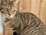 Disponible à l'adoption : chat tigré de 2 ans