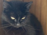 En attente d'un foyer : chatte noire de 5 ans
