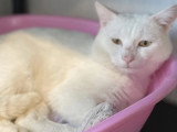Adoption disponible : chat blanc de 4 ans