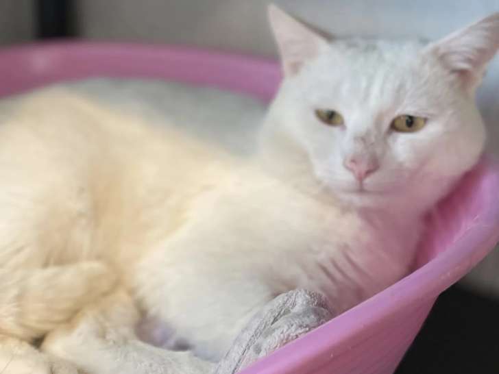 Adoption disponible : chat blanc de 4 ans