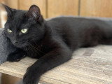 Prêt pour l'adoption : chat noir d'un an