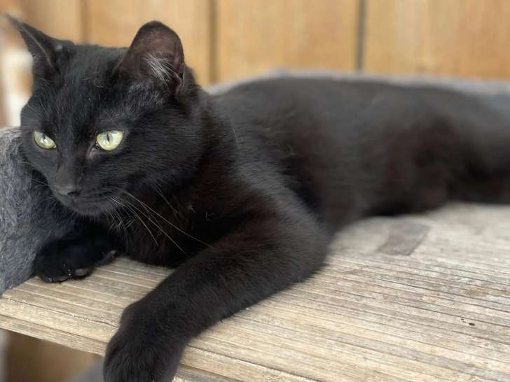 Prêt pour l'adoption : chat noir d'un an