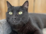 Prêt pour l'adoption : chat noir d'un an