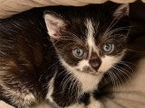 En attente d'adoption : chaton femelle noir et blanc d'un mois