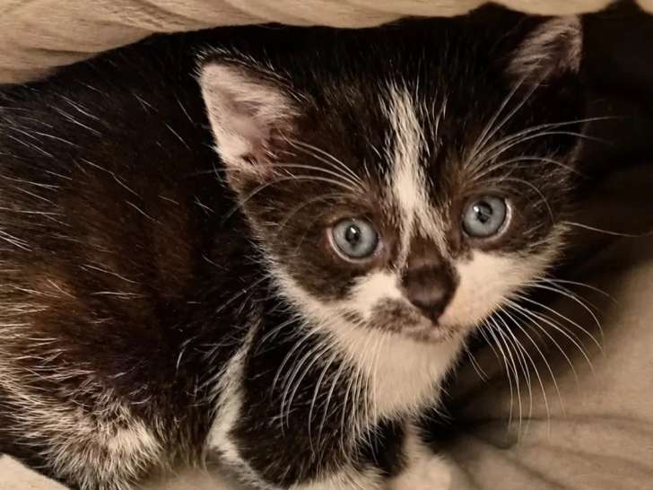 En attente d'adoption : chaton femelle noir et blanc d'un mois