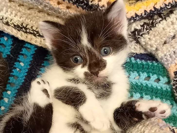 À accueillir : chaton mâle noir et blanc d'un mois