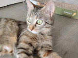 Disponible à l'adoption : chatte tigrée de 2 ans