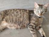 Disponible à l'adoption : chatte tigrée de 2 ans