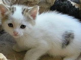 En attente d'un foyer : chaton mâle blanc et noir de 2 mois