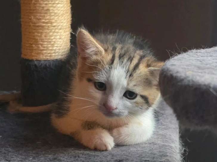 À la recherche d'une famille : chaton mâle tricolore de 2 mois