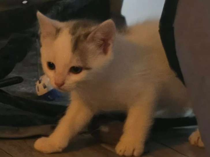 Prêt pour l'adoption : chaton mâle blanc et noir de 2 mois
