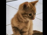 Adoption disponible : chaton femelle roux de 2 mois
