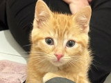À accueillir : chaton femelle roux de 2 mois