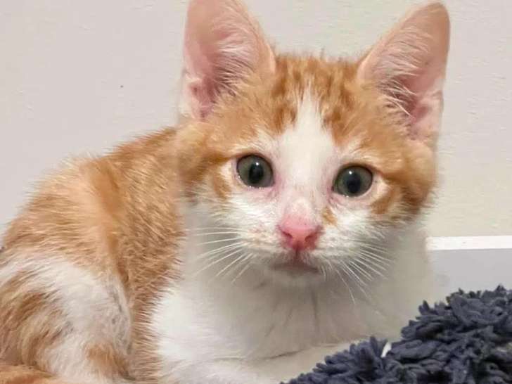 À adopter : chaton mâle roux et blanc de 2 mois