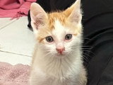 En quête d'un foyer : chaton femelle de 2 mois