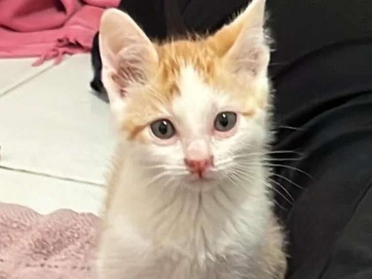 En quête d'un foyer : chaton femelle de 2 mois