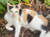 À la recherche d'une famille : chatte marron et blanche d'un an