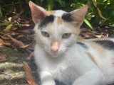 À la recherche d'une famille : chatte marron et blanche d'un an