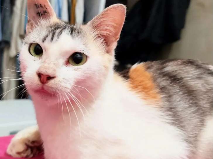 En quête d'un foyer : chaton femelle tricolore de 7 mois