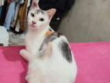 En quête d'un foyer : chaton femelle tricolore de 7 mois