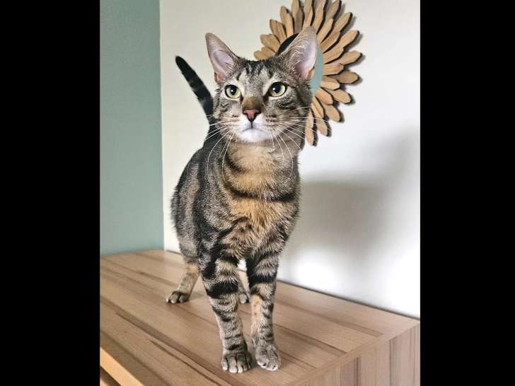Disponible à l'adoption : chaton mâle tigré de 10 mois