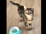 Disponible à l'adoption : chaton mâle tigré de 10 mois