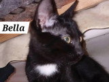À la recherche d'une famille : chaton femelle noir de 4 mois