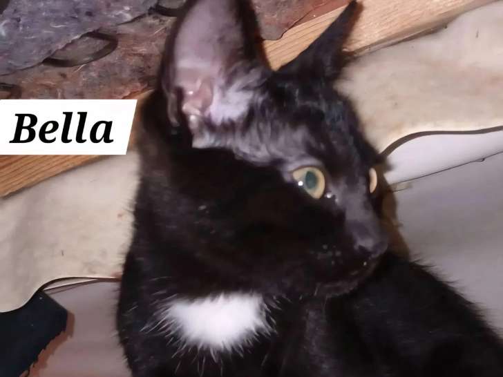 À la recherche d'une famille : chaton femelle noir de 4 mois