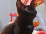 En attente d'un foyer : chaton femelle noir de 4 mois